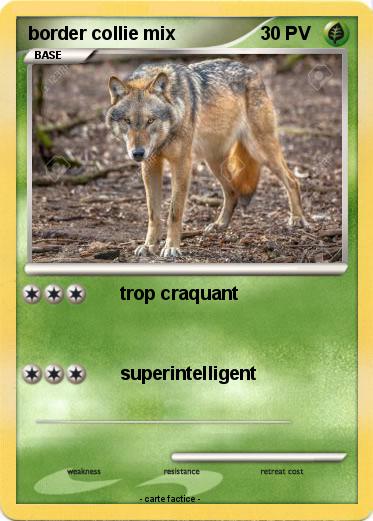 Pokemon border collie mix