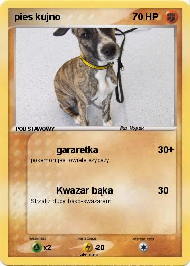 Pokemon pies kujno