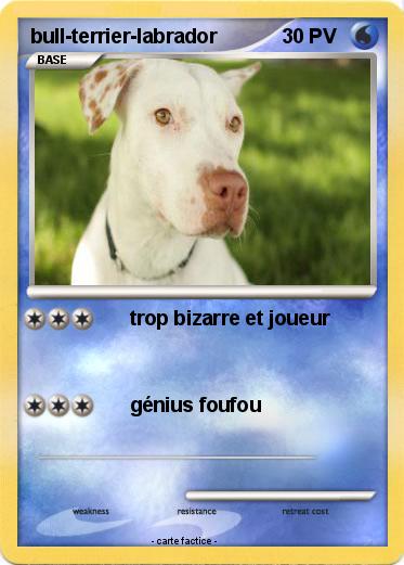 Pokemon bull-terrier-labrador