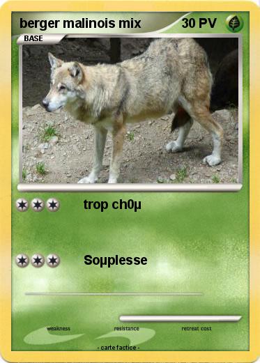 Pokemon berger malinois mix