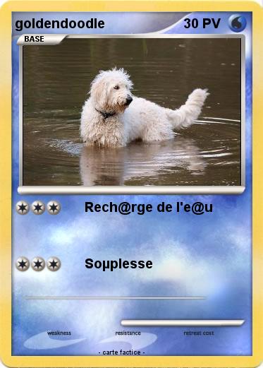 Pokemon goldendoodle