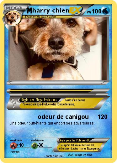 Pokemon harry chien