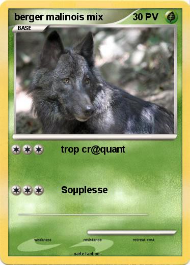 Pokemon berger malinois mix