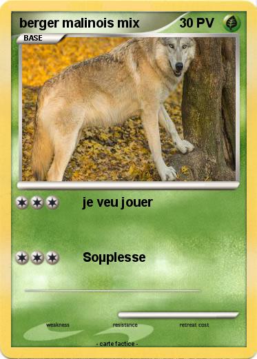 Pokemon berger malinois mix