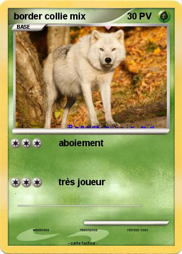 Pokemon border collie mix