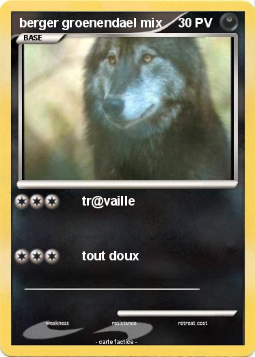 Pokemon berger groenendael mix