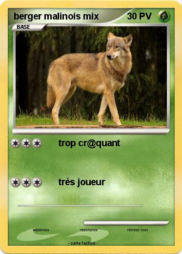 Pokemon berger malinois mix