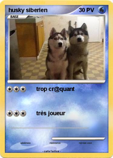 Pokemon husky siberien