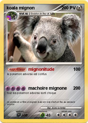 Pokemon koala mignon