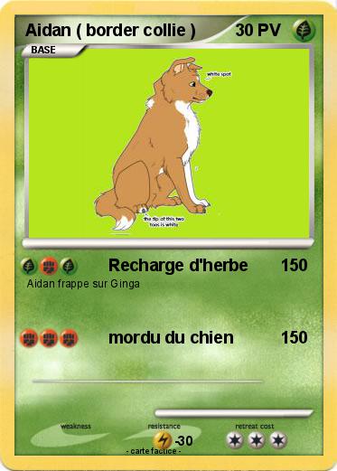 Pokemon Aidan ( border collie )