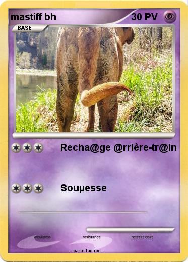 Pokemon mastiff bh