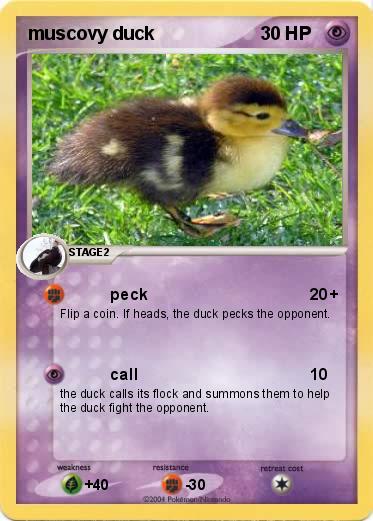Pokemon muscovy duck