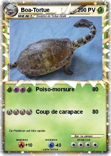 Pokemon Boa-Tortue