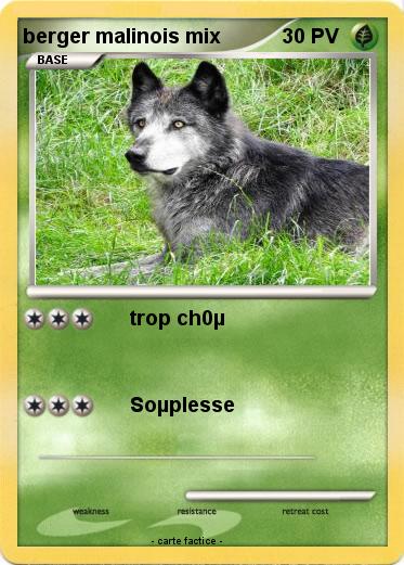 Pokemon berger malinois mix