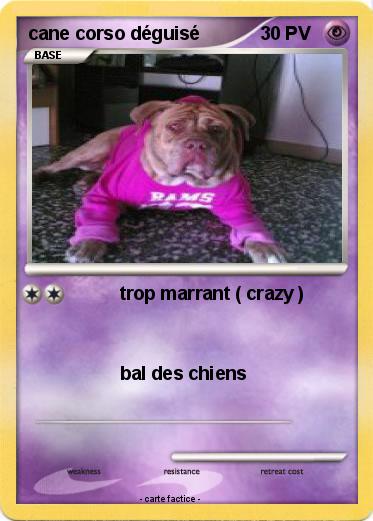 Pokemon cane corso déguisé