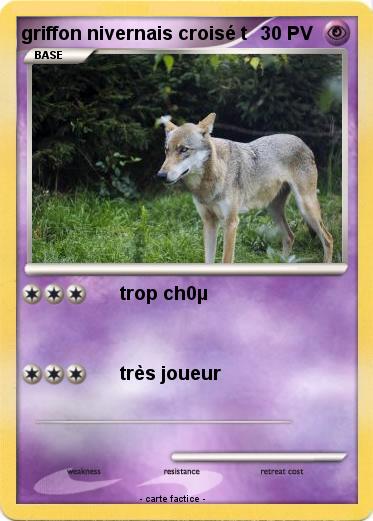 Pokemon griffon nivernais croisé t