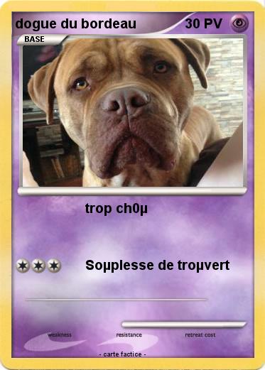Pokemon dogue du bordeau