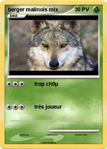 Pokemon berger malinois mix