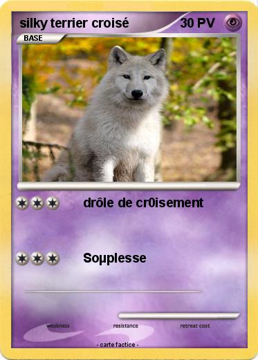 Pokemon silky terrier croisé