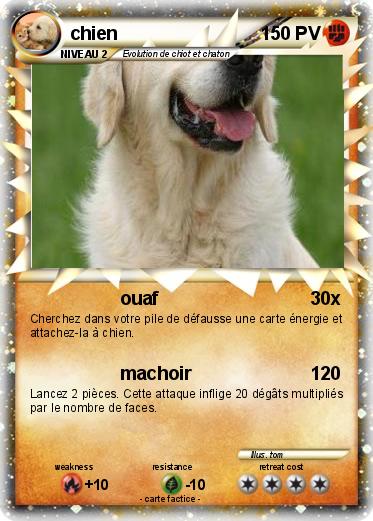 Pokemon chien