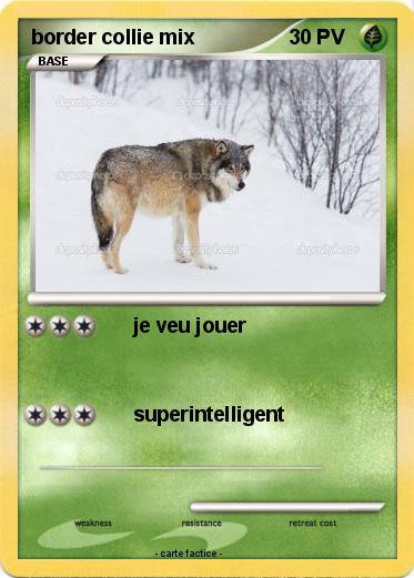 Pokemon border collie mix