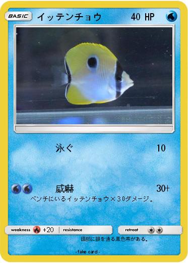 Pokemon イッテンチョウ