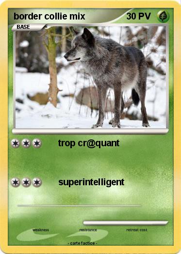 Pokemon border collie mix