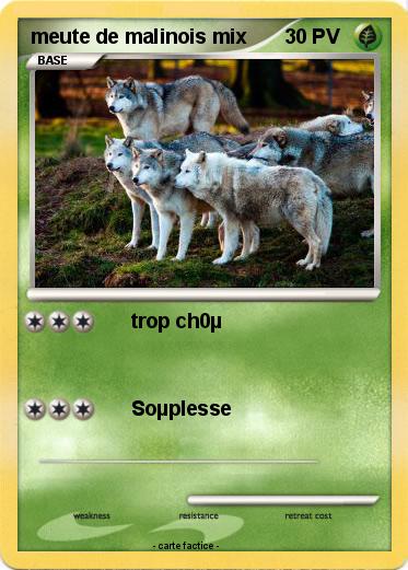 Pokemon meute de malinois mix