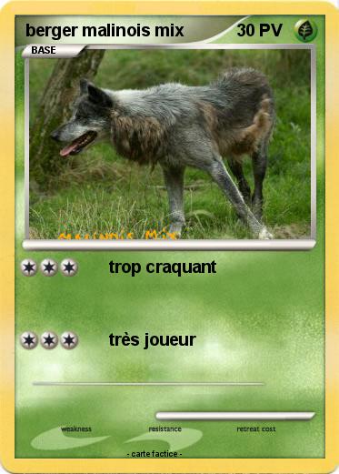 Pokemon berger malinois mix