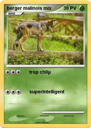 Pokemon berger malinois mix