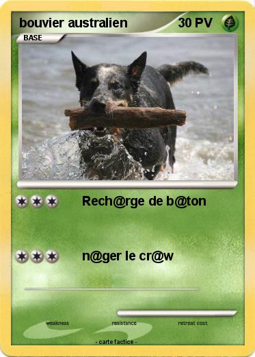 Pokemon bouvier australien