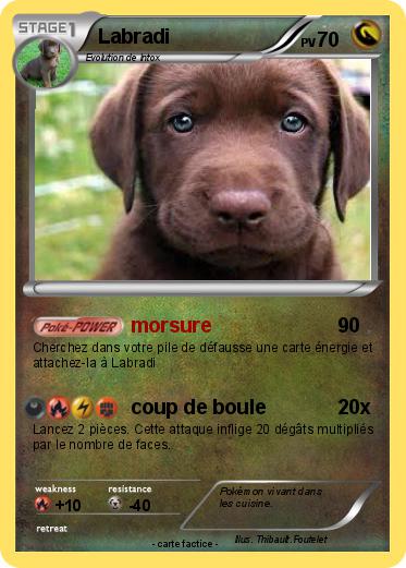 Pokemon Labradi