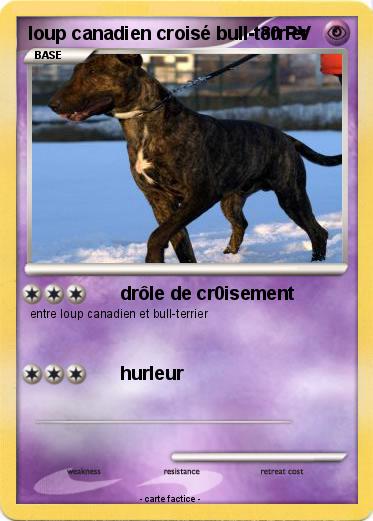 Pokemon loup canadien croisé bull-terrier
