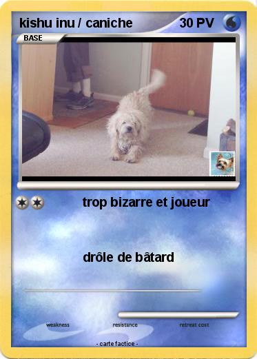 Pokemon kishu inu / caniche