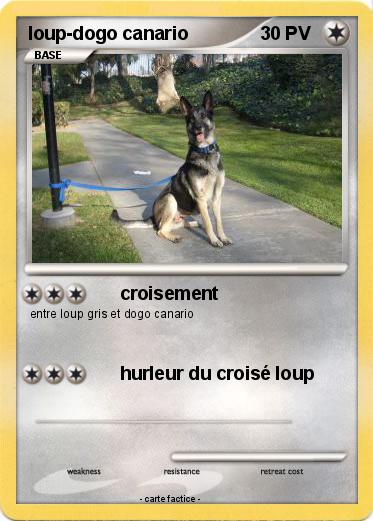 Pokemon loup-dogo canario