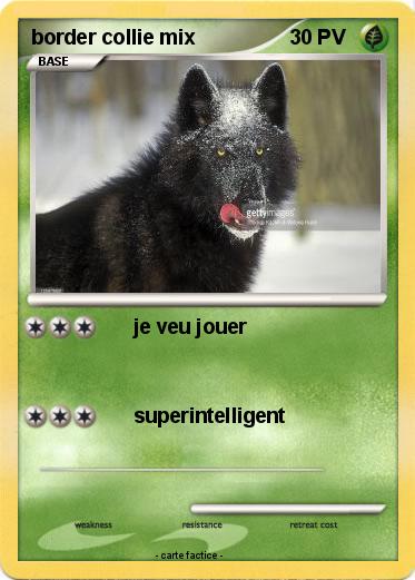 Pokemon border collie mix