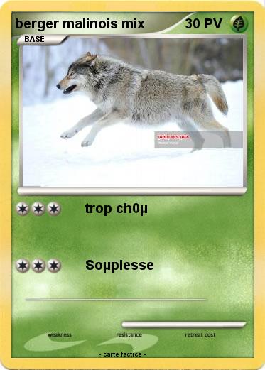 Pokemon berger malinois mix