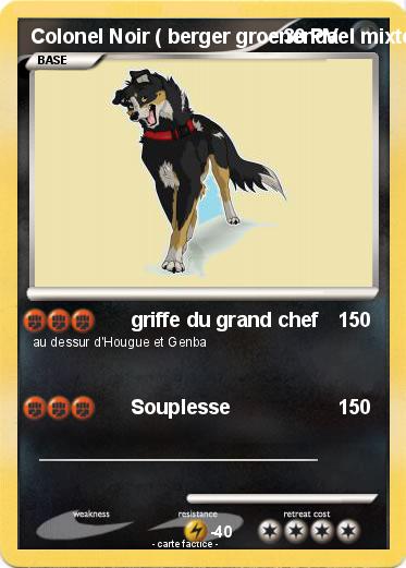 Pokemon Colonel Noir ( berger groenendael mixte )