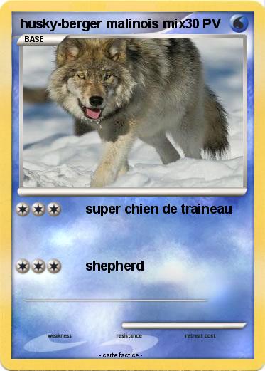 Pokemon husky-berger malinois mix