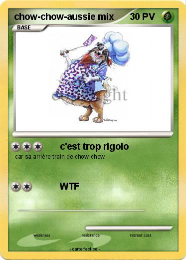 Pokemon chow-chow-aussie mix