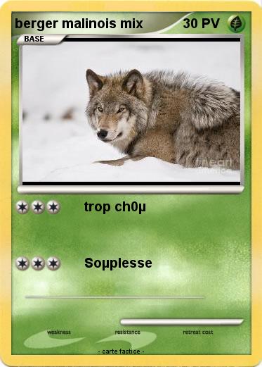 Pokemon berger malinois mix