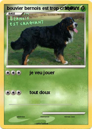 Pokemon bouvier bernois est trop craquant
