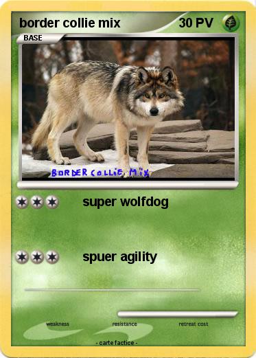 Pokemon border collie mix