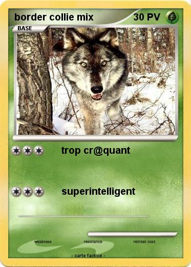 Pokemon border collie mix