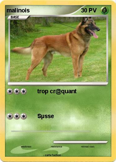 Pokemon malinois