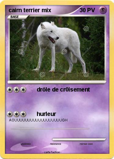 Pokemon cairn terrier mix