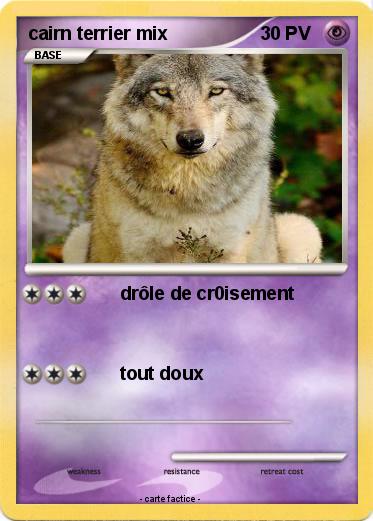 Pokemon cairn terrier mix