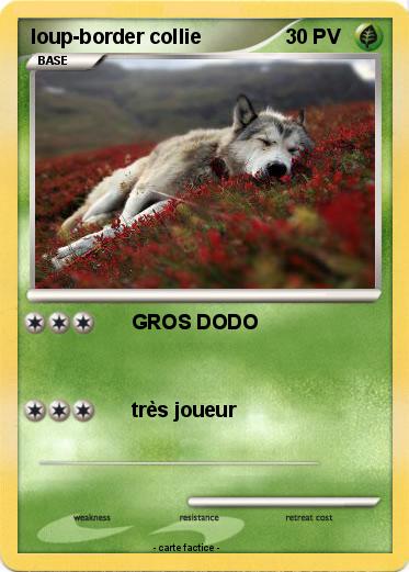 Pokemon loup-border collie