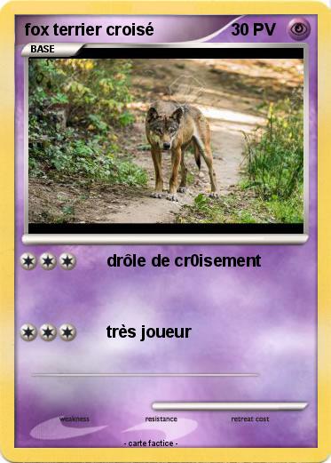 Pokemon fox terrier croisé