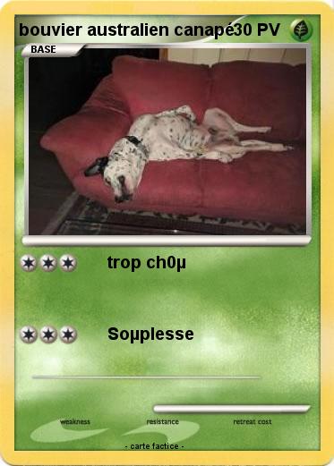 Pokemon bouvier australien canapé